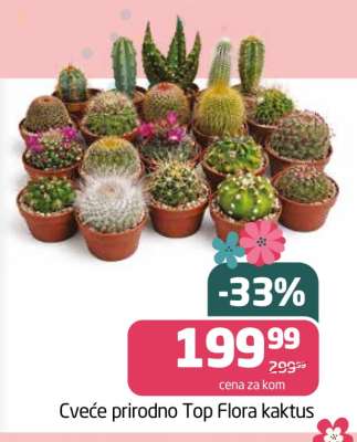Cveće prirodno Top Flora kaktus