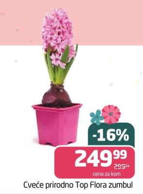 Cveće prirodno Top Flora zumbul