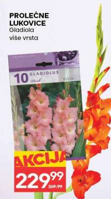 PROLEĆNE LUKOVICE Gladiola više vrsta