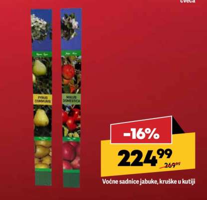 Voćne sadnice jabuke, kruške u kutiji