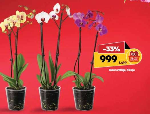 Cveće orhideja 2 štapa