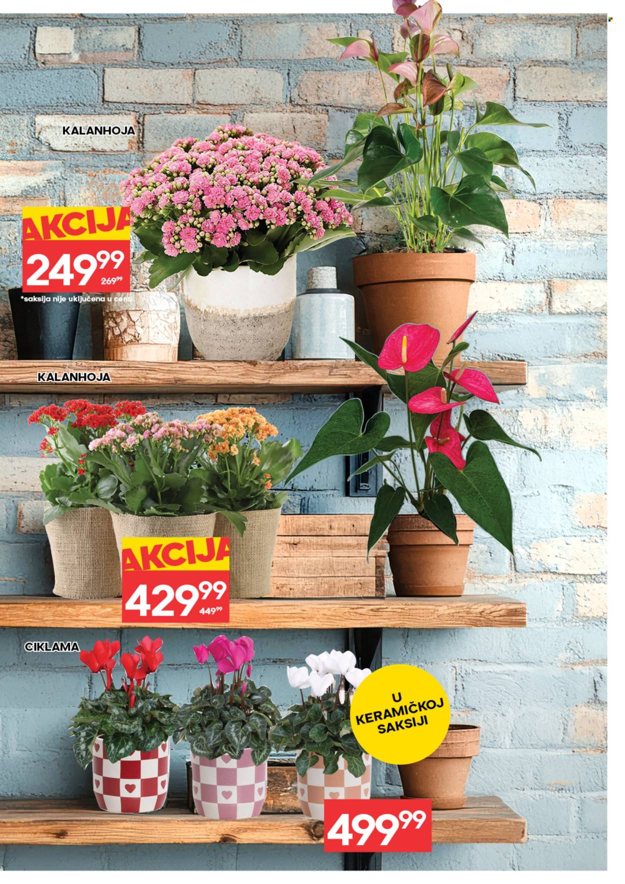 Idea katalog - 05.03.2026 - 11.03.2026. Stranica 5