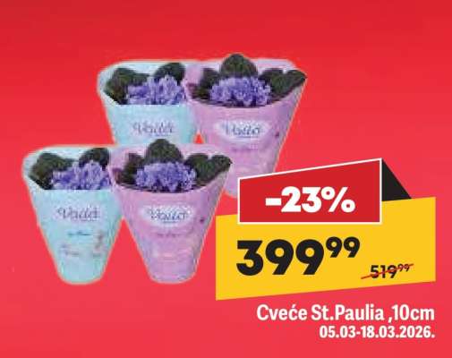 Cveće St.Paulia, 10cm