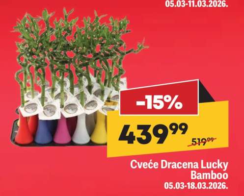 Cvéce Dracena Lucky Bamboo