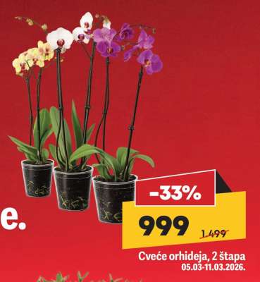 Cveće orhideja 2 štapa