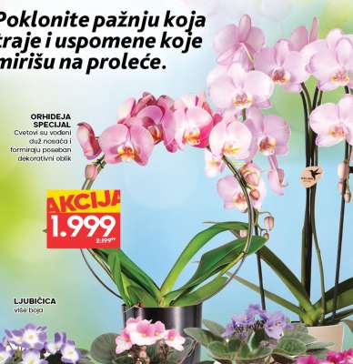 ORHIDEJA SPECIJAL