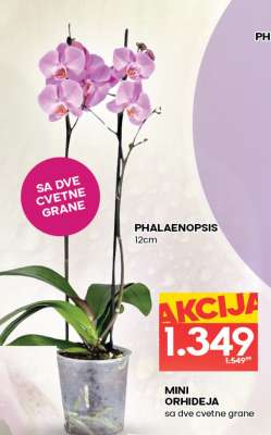 Mini orhideja