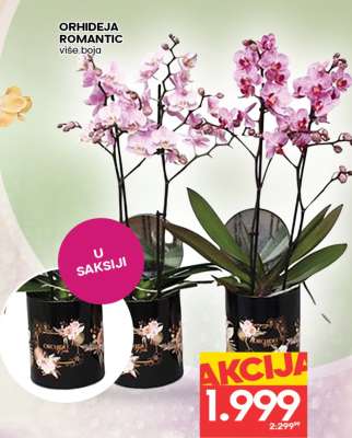 ORHIDEJA ROMANTIC