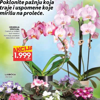 ORHIDEJA SPECIJAL