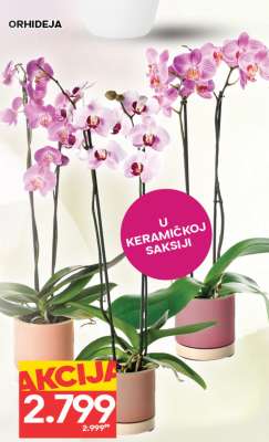 Orhideja