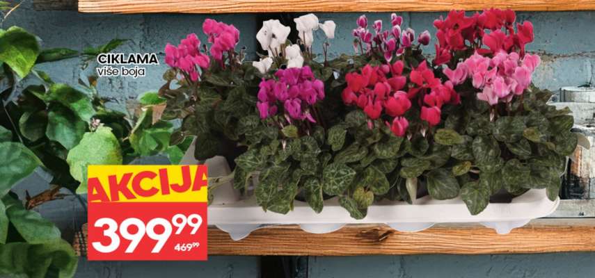 CIKLAMA više boja