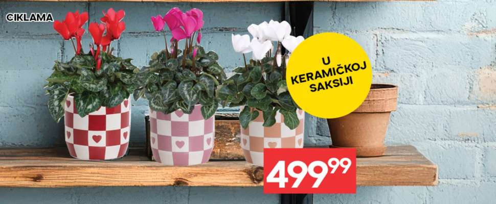 Ciklama