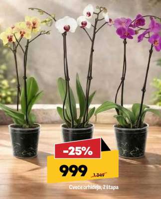 Cveće orhideja 2 štapa