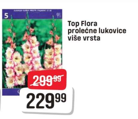 Top Flora prolećne lukovice više vrsta