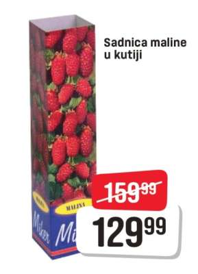 Sadnica maline u kutiji