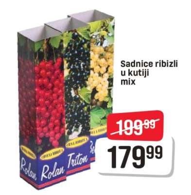 Sadnice ribizli u kutiji mix