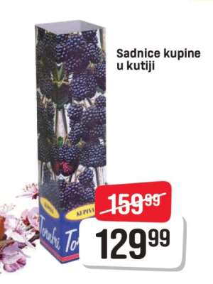Sadnice kupine u kutiji