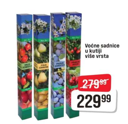 Voćne sadnice u kutiji