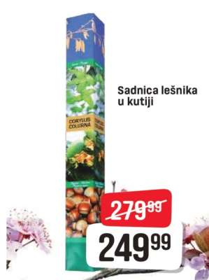 Sadnica lešnika u kutiji