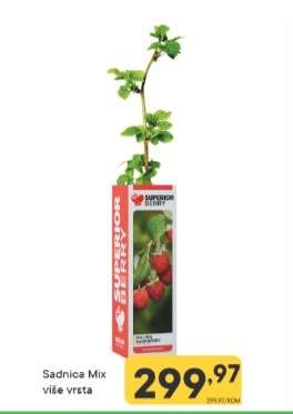 Sadnica Mix više vrsta