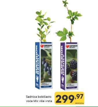 Sadnica bobićasto voće Mix više vrsta