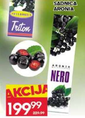 SADNICA ARONIA