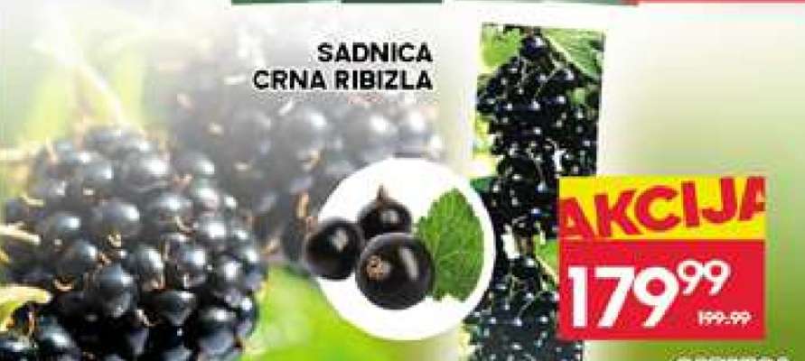 SADNICA CRNA RIBIZLA