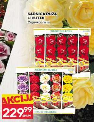 SADNICA RUŽA U KUTIJI