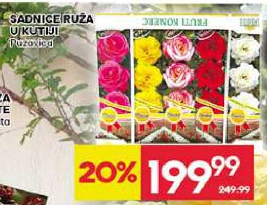 SADNICE RUŽA U KUTIJI