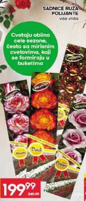 SADNICE RUŽA POLIJANTE