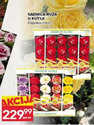 SADNICA RUŽA U KUTIJI