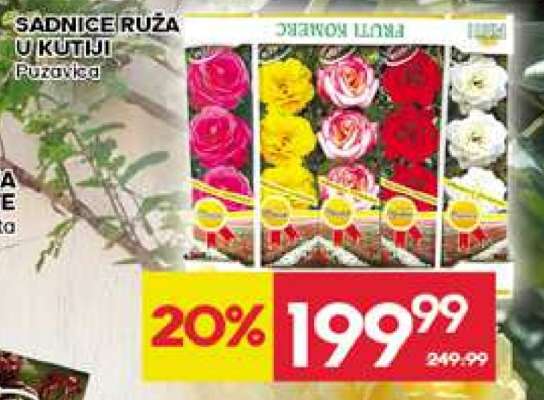 SADNICE RUŽA U KUTIJI