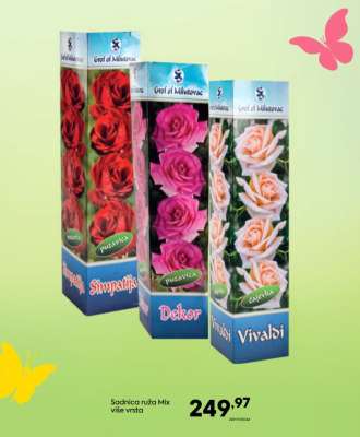 Sadnica ruža Mix više vrsta