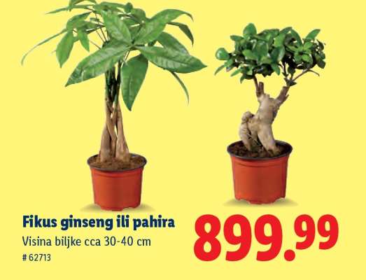 Fikus Ginseng ili Pahira