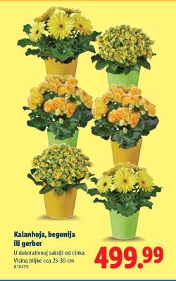 Kalanhoja, begonija ili gerber