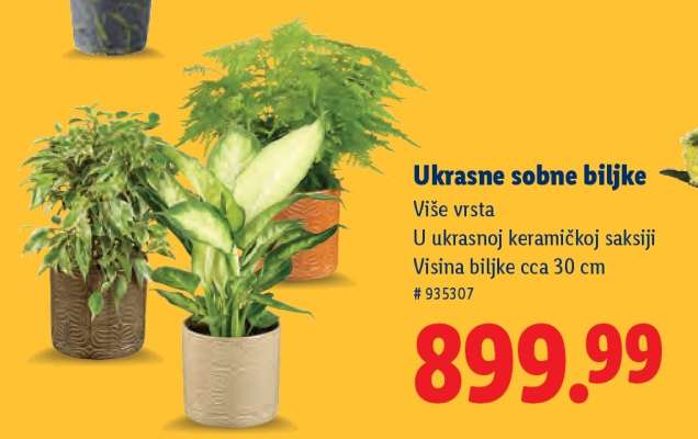 Ukrasne sobne biljke