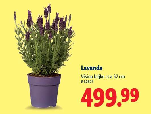 Lavanda