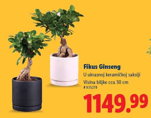 Fikus Ginseng