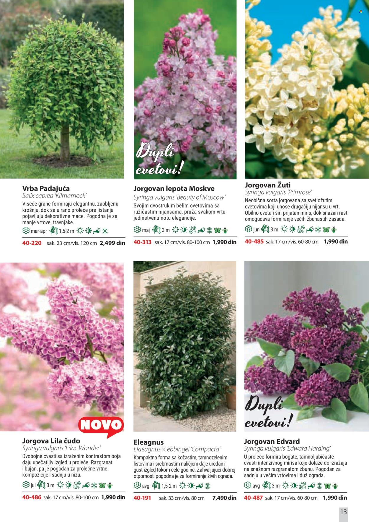 Flora Ekspres katalog. Stranica 13
