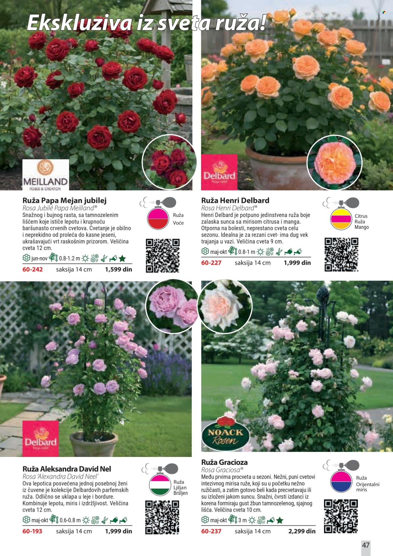 Flora Ekspres katalog. Stranica 47