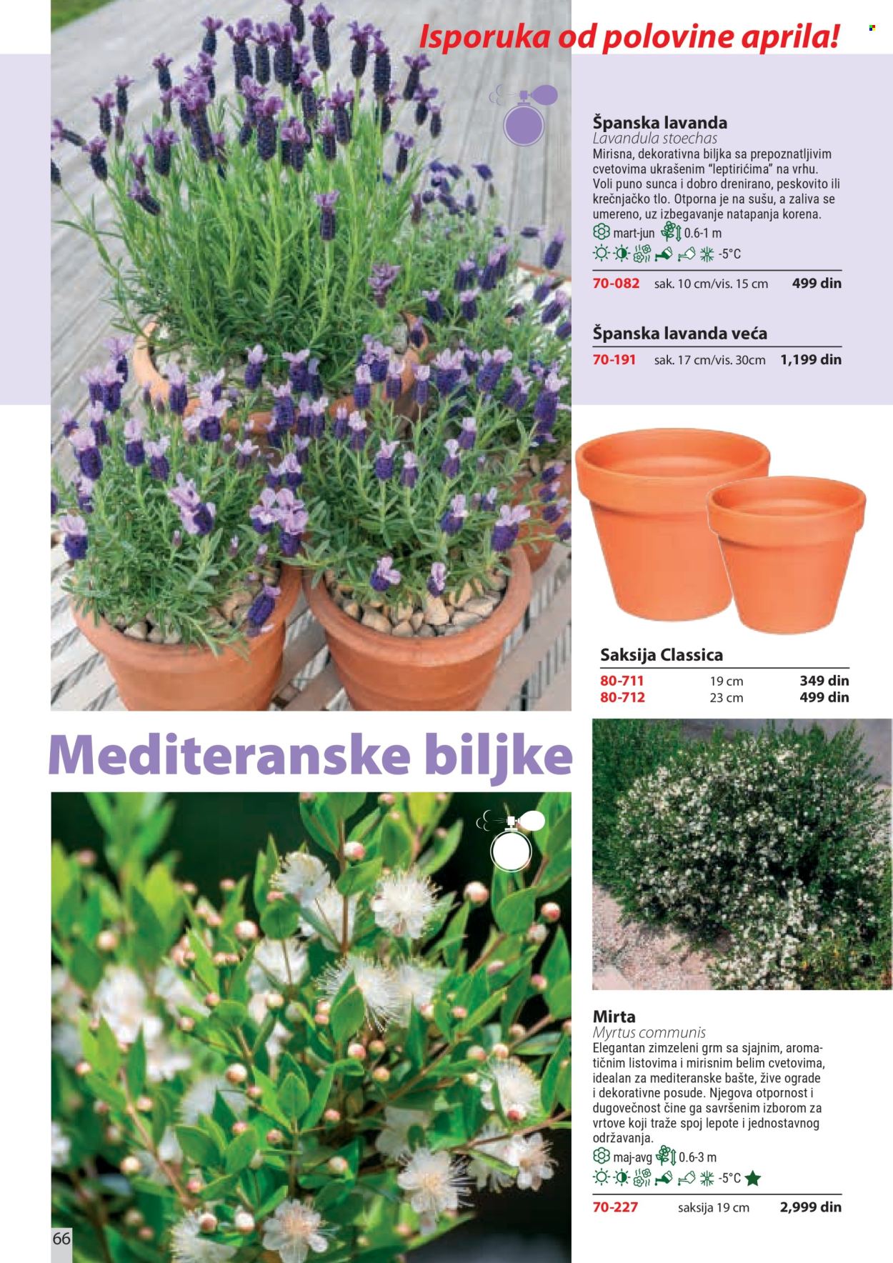 Flora Ekspres katalog. Stranica 66