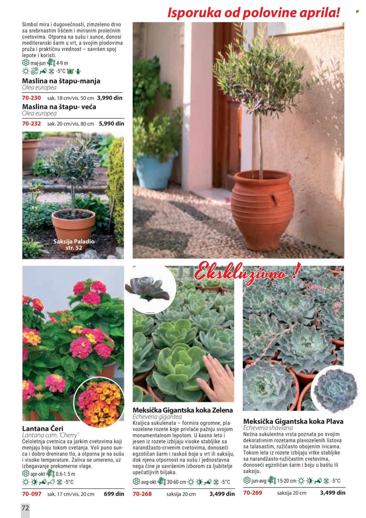 Flora Ekspres katalog. Stranica 72