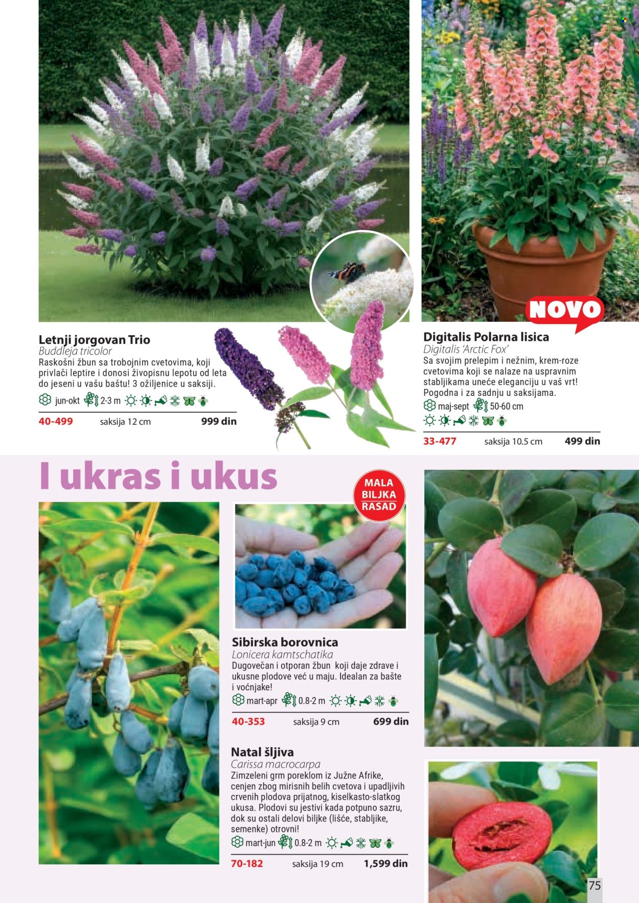 Flora Ekspres katalog. Stranica 75