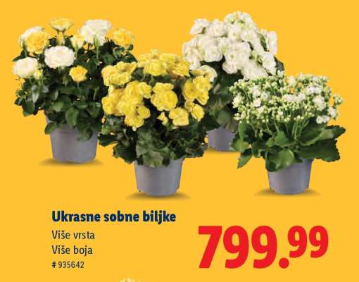 Ukrasne sobne biljke