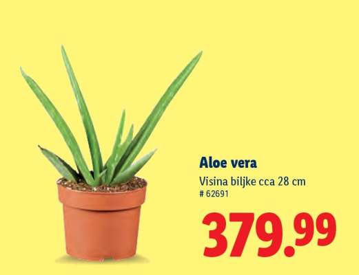Aloe vera