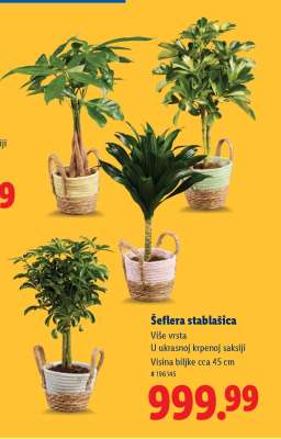 Šeflera stablašica