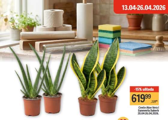 Cvete Aloe Vera i Sanseveria Suberb