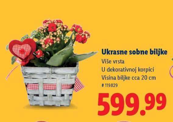 Ukrasne sobne biljke