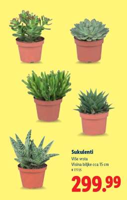 Sukulenti