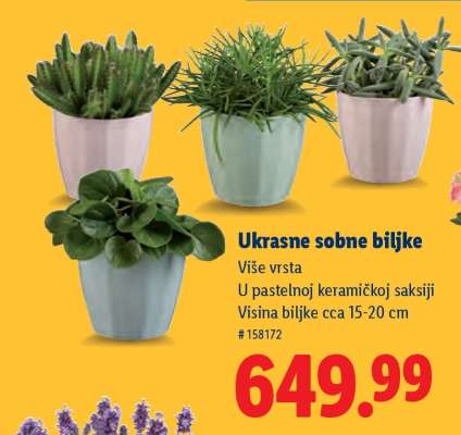 Ukrasne sobne biljke